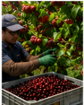 Cosecha de Cerezos