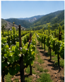Huerto de Viñedos